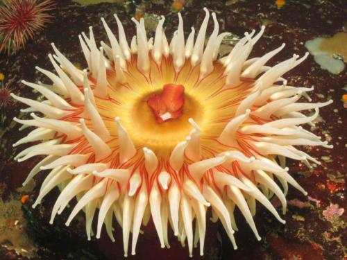 Fish eating anemone