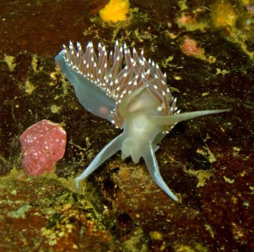 Flabellina nudibranch