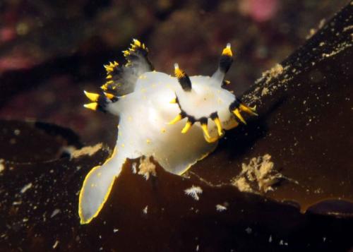 Polycera tricolour