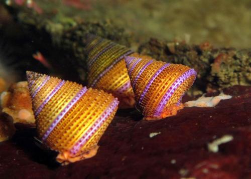 Purple ringed snails