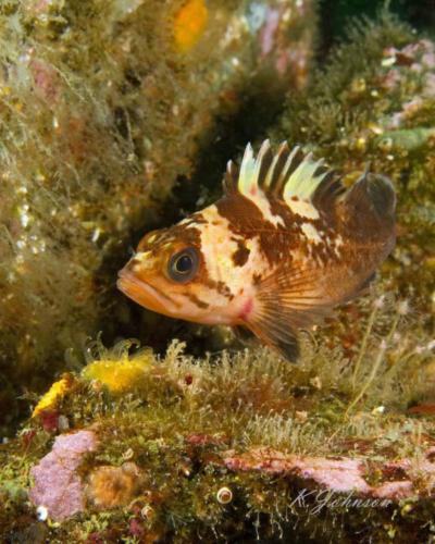 Juvenile Quillback rockfish