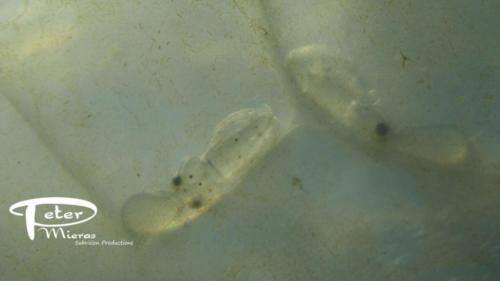 Loligo squid larvae