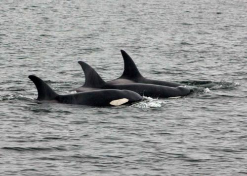 Pod of Orca in Barkley Sound