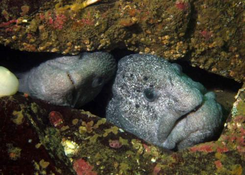 Wolf eel pair