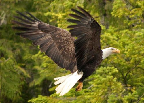 Bald eagle mhunting