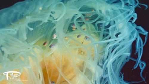 Medusa fish in fried egg jellyfish