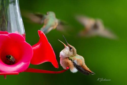 Humming bird baby