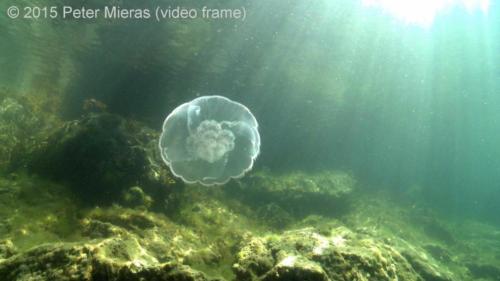 Moon jellyfish in sun rays
