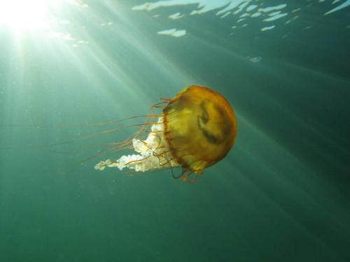 sea nettle in the last of summer rays