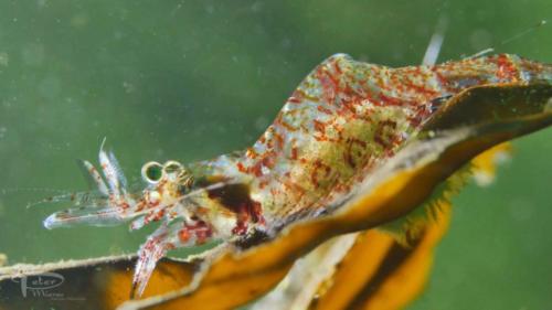 Three spined shrimp