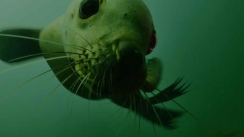 Steller sea lion