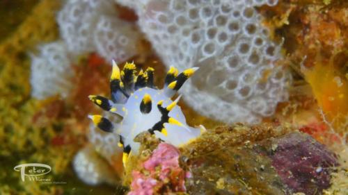 Polycera tricolor nudibranch