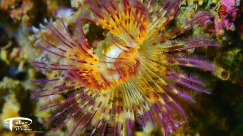 Tube worm out