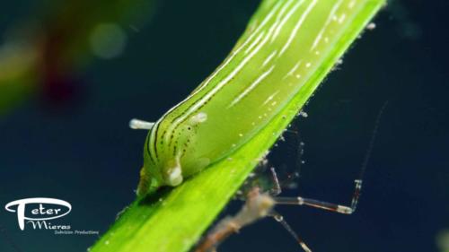 Zebra leaf slug